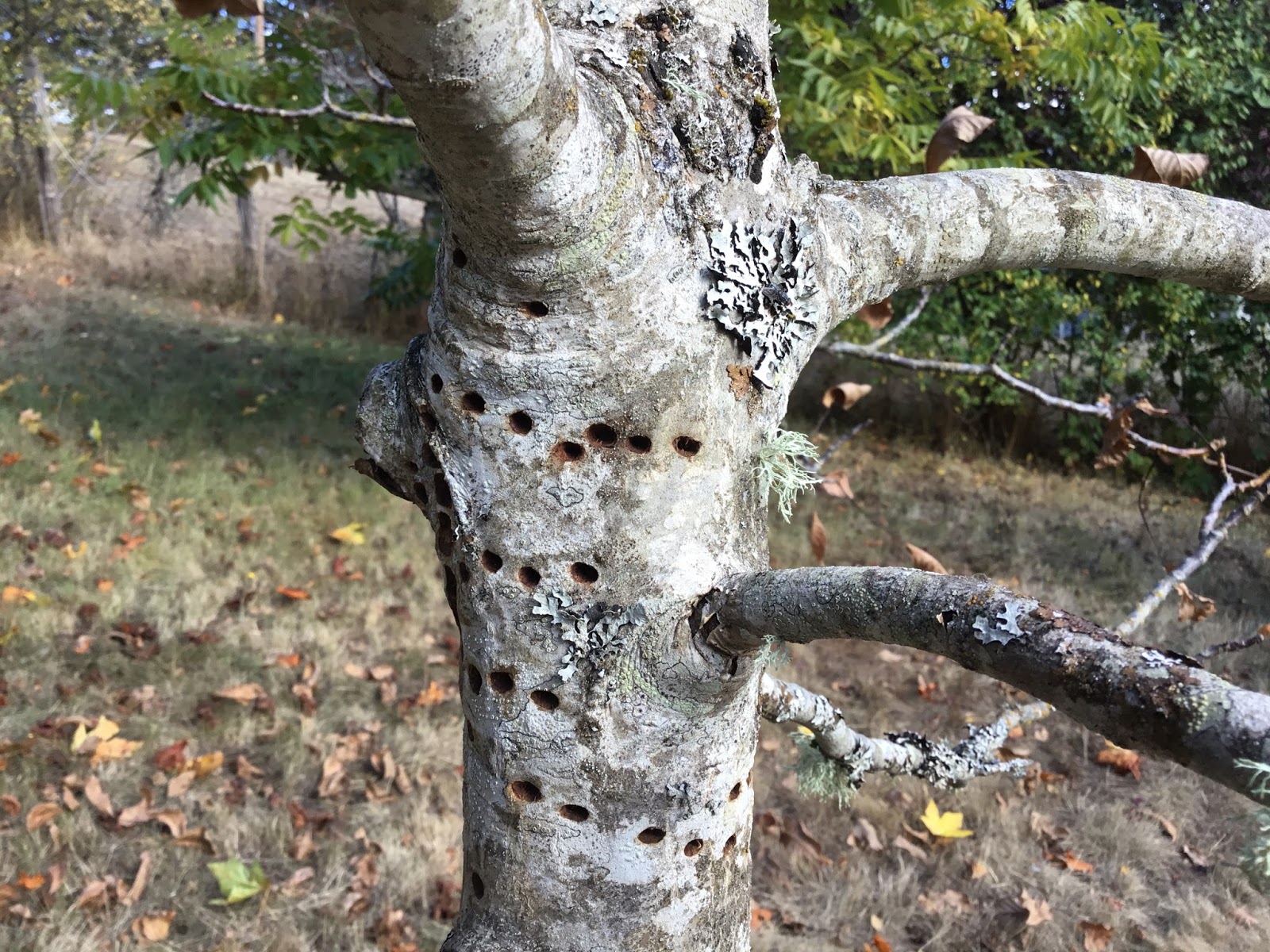 Views From Mount Dunbar Mason bee tree