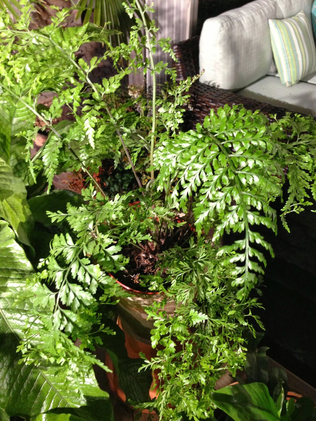 Chris H. Olsen Online Blog Delicate Indoor Ferns that are Easy to Grow
