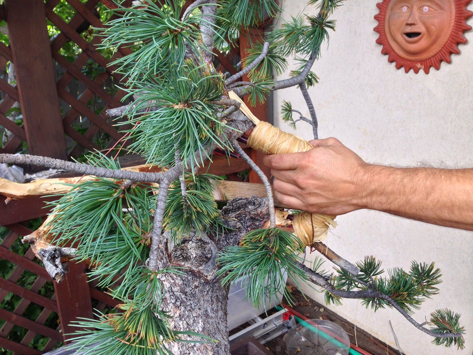 Branch Work Branch and trunk bending techniques