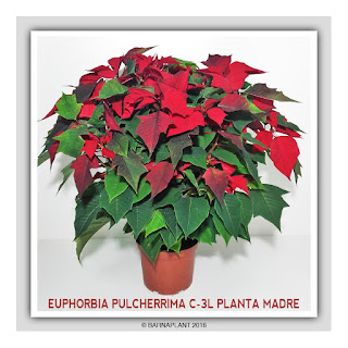 Euphorbia-Pulcherrima-C3L-Planta-Madre