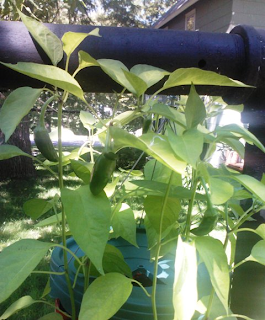 healthy jalapeno growth