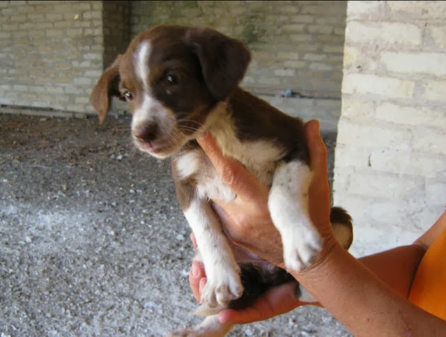 Cani Che Rimangono Piccoli In Regalo