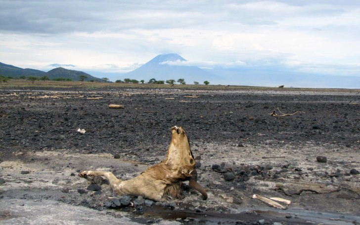 salt lake natron fish