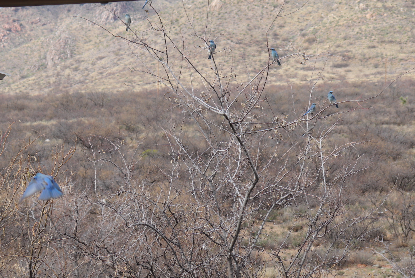 Books in Northport: Where Do Bluebirds Go When It Rains?