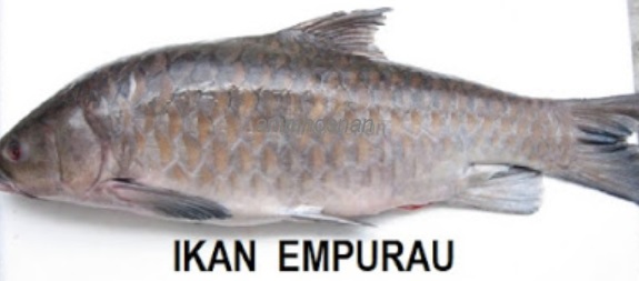 Ikan empurau