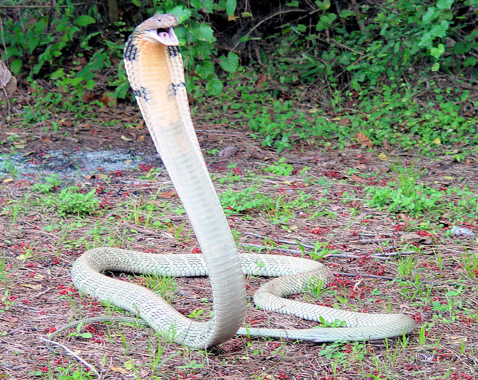 Snakes: Poisonous Snakes of India- KING KCOBRA - OPHIOPHAGUS HANNAH