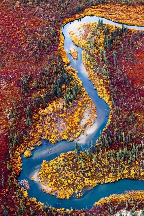 Alaskan tundra in autumn 