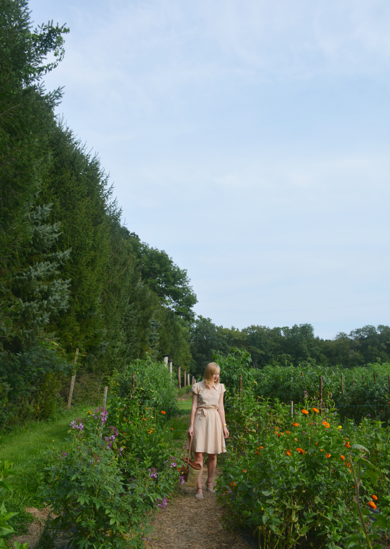 Picking Flowers at Solebury Orchards | Organized Mess