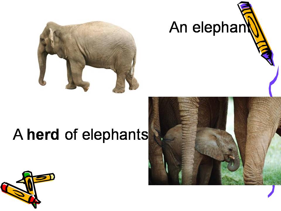 FPS eagles Power pack PresentationsCollective Nouns (Grade IV)