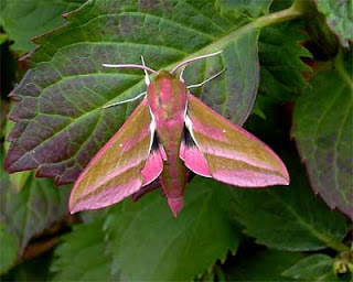 http://2.bp.blogspot.com/-2hwehhC3wm8/UDp5hIkABhI/AAAAAAAAAJc/EVlZOAN4D4o/s320/Elephant-Hawk-Moth-2.JPG