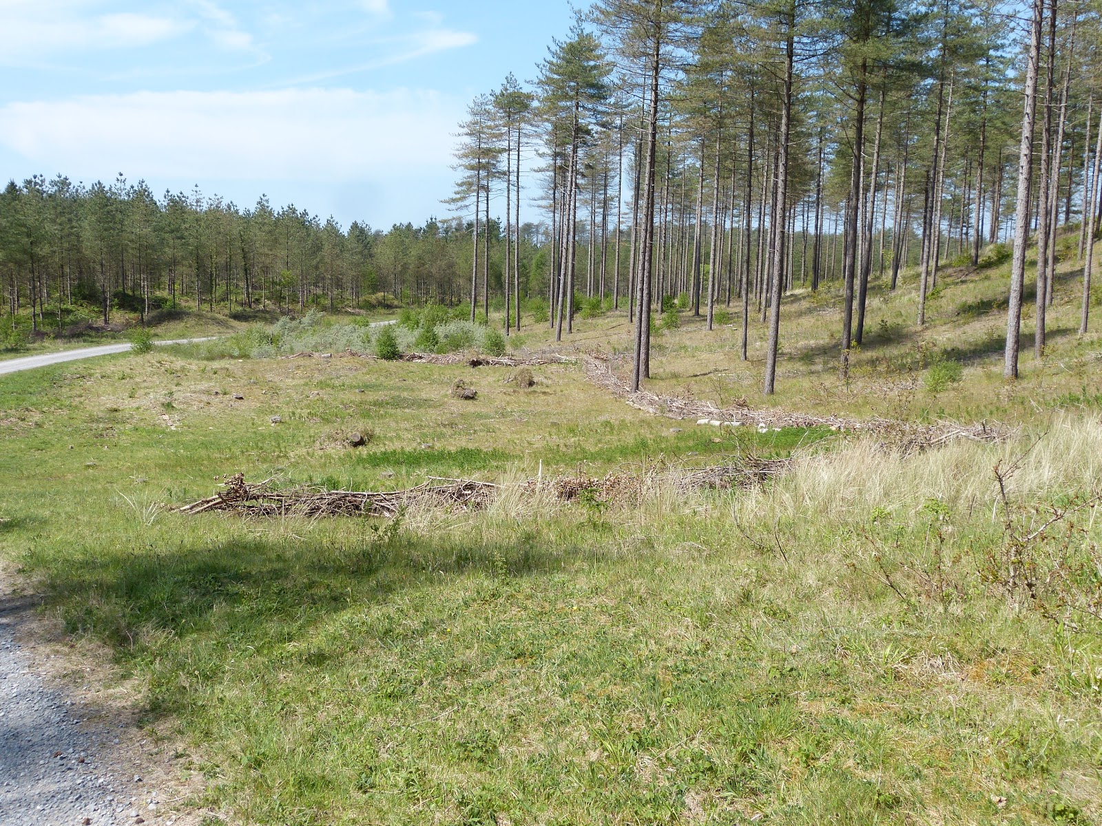 Calderdale Wildlife Winter Flowering Heather