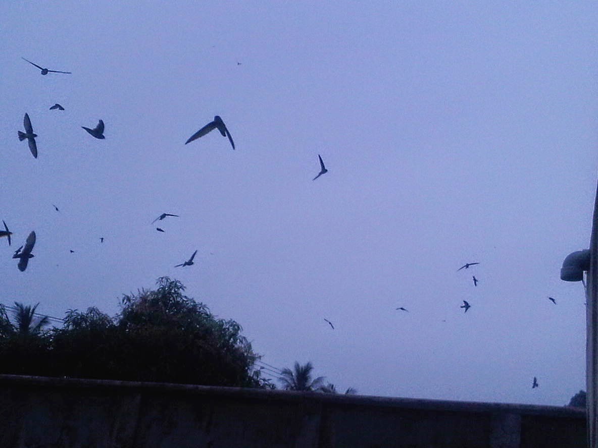 26 Images 4d Burung Masuk Rumah Burung