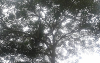 Constitucionalidade do Código Florestal no Informativo 892 do STF