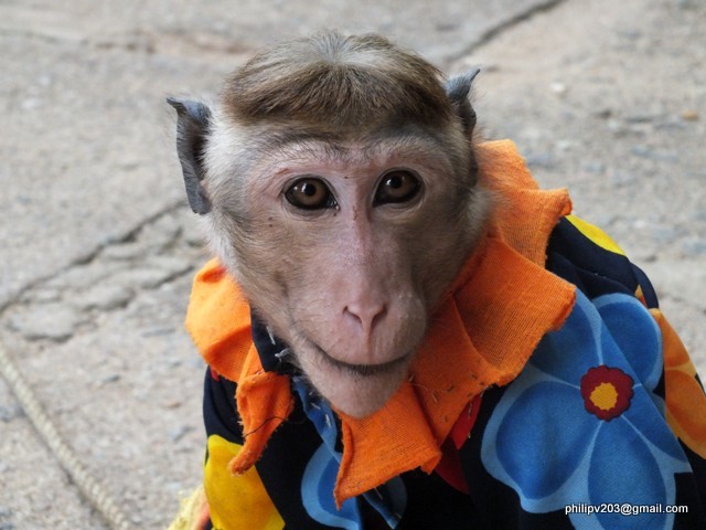 Images of Sri Lanka on blogspot.com: 10/25/15 - 11/1/15