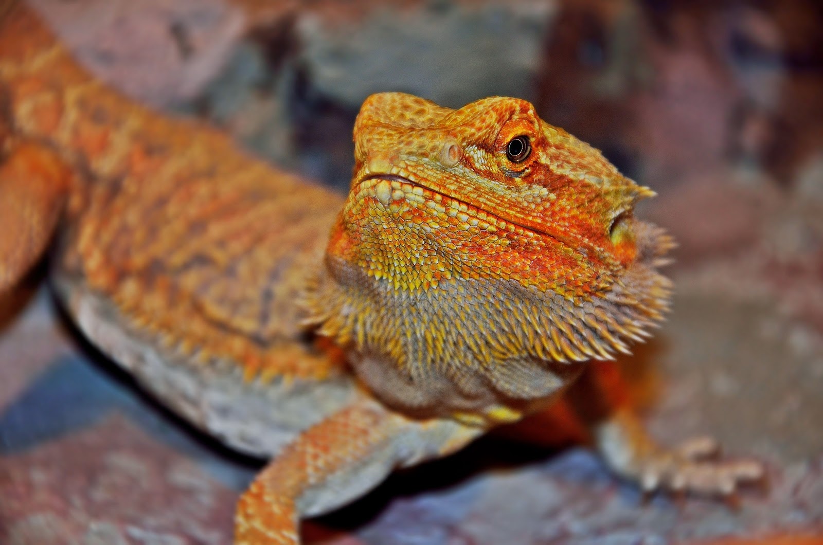 pogona-vitticeps-bearded-dragon1.jpg