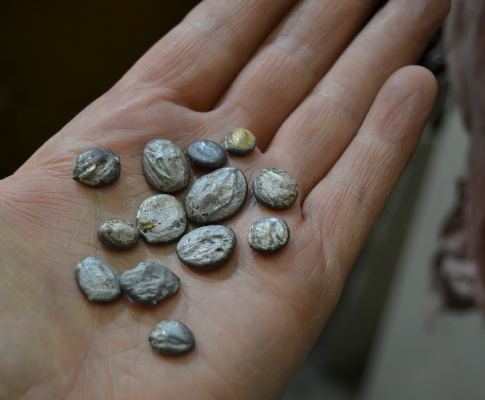 donauluft Silver nuggets!