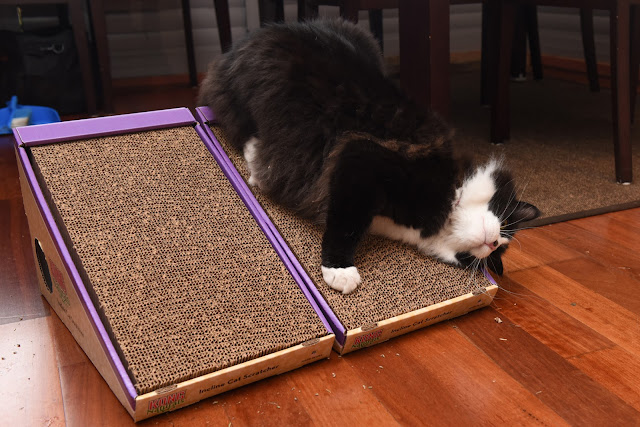 cat scratching, corrugated cardboard, feline behaviour,enrichment
