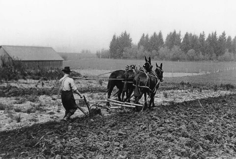 Mule Pulling A Plow
