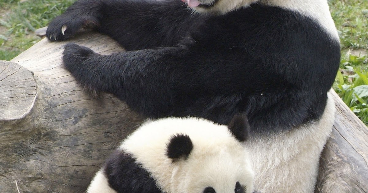 большая панда образ жизни. We baby bears 2022. три пандочки. панда с хорошим настроением. Panda finds.