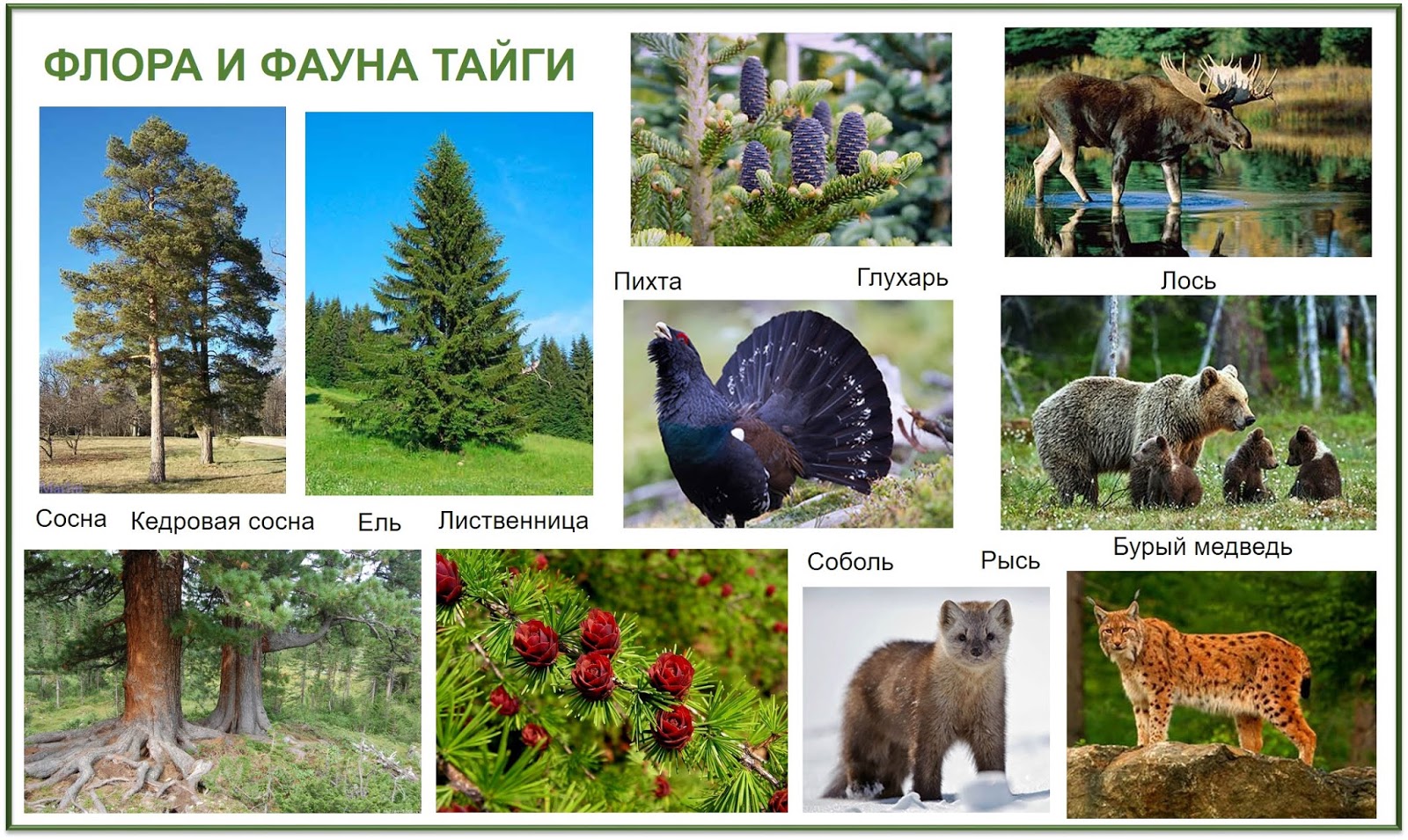 Животные зоны хвойных лесов. Природная зона Тайга фауна. Обитатели тайги. Животный мир тайги. Растительный и животный мир тайги.