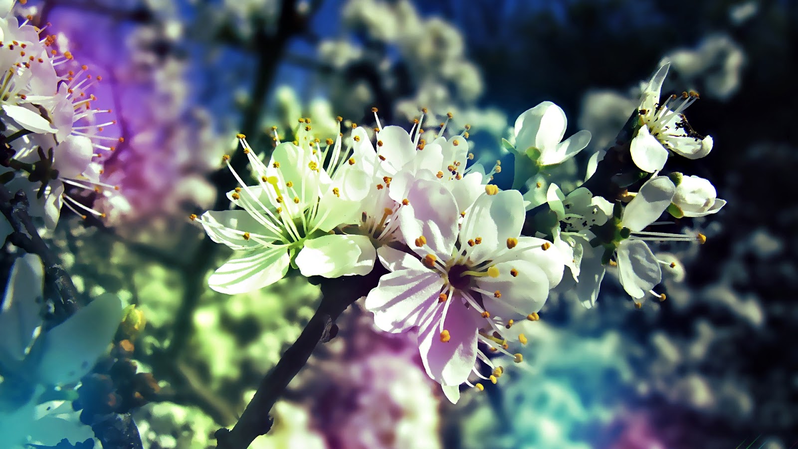 Beautiful Flowers Full HD 1080p | HD Wallpapers (High Definition ...