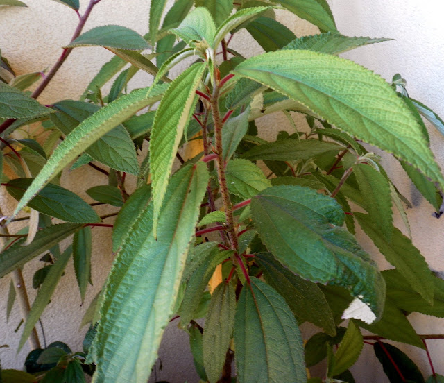 Debregeasia longifolia (Wild Rhea)
