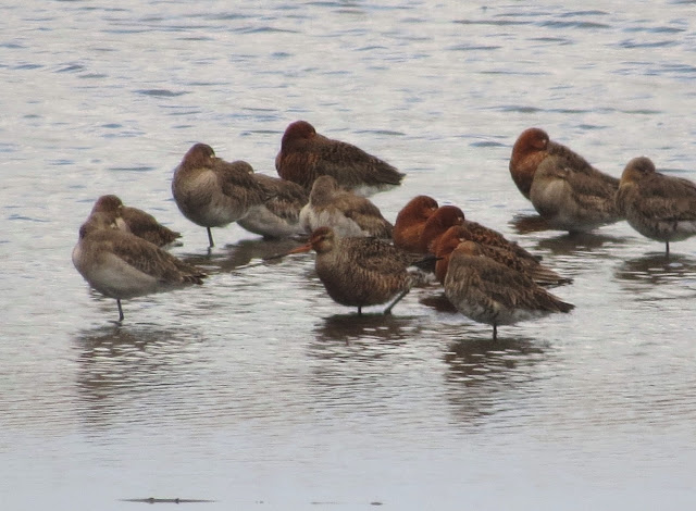 Hudsonian Godwit - Meare Heath, Somerset