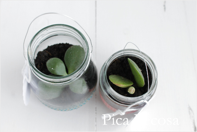 tutorial-hacer-regalo-companeros-colegio-cumpleanos-planta-en-bote-cristal-con-asa-alambre-diy