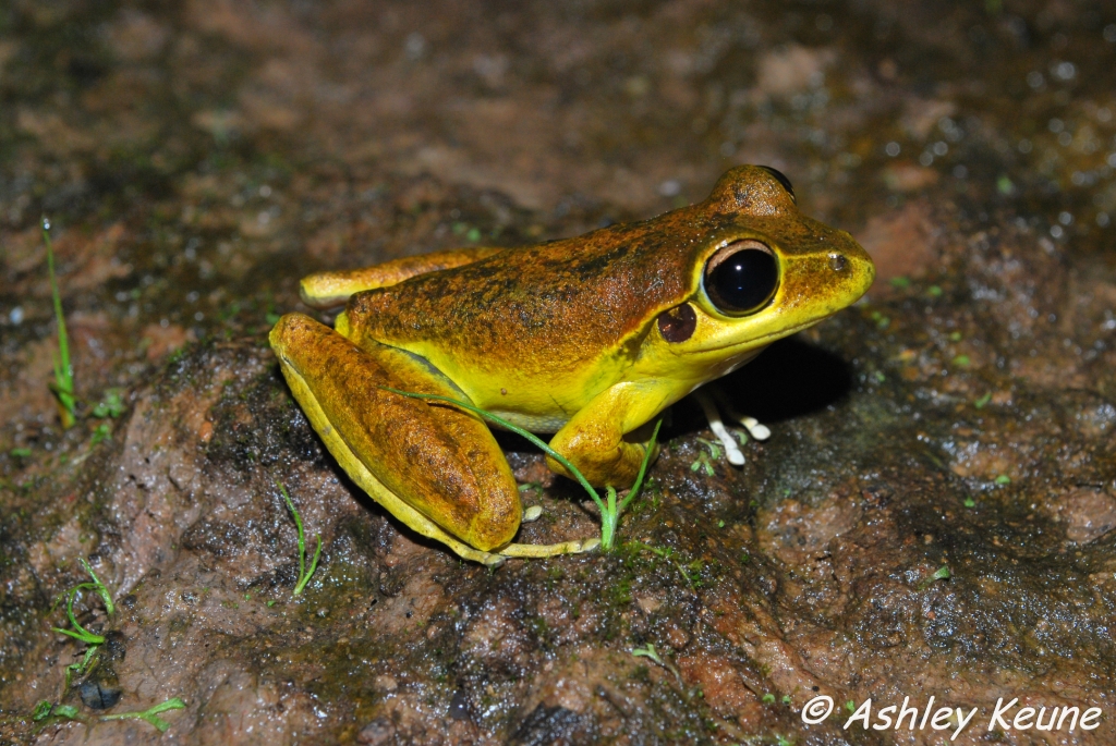 Australian Frogs Photography KEUNEA PHOTOGRAPHY Frogging with Friends