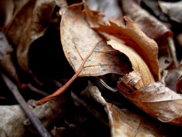 Dried Leaves Wallpaper