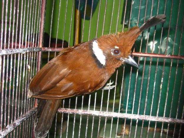 Harga Burung Cililin Terbaru 2017 Kicau Mania