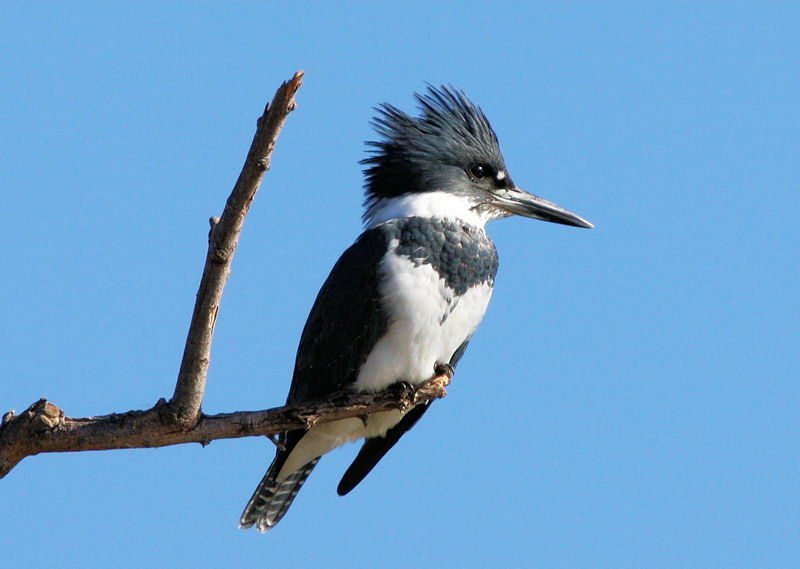 The SCC Bird Nerd: The Belted Kingfisher