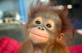 طريف: شاهدوا صور الحيوانات وهي تبتسم بطريقة مضحكة