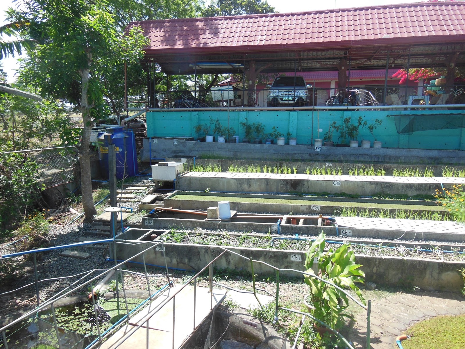 aquaponics in the philippines