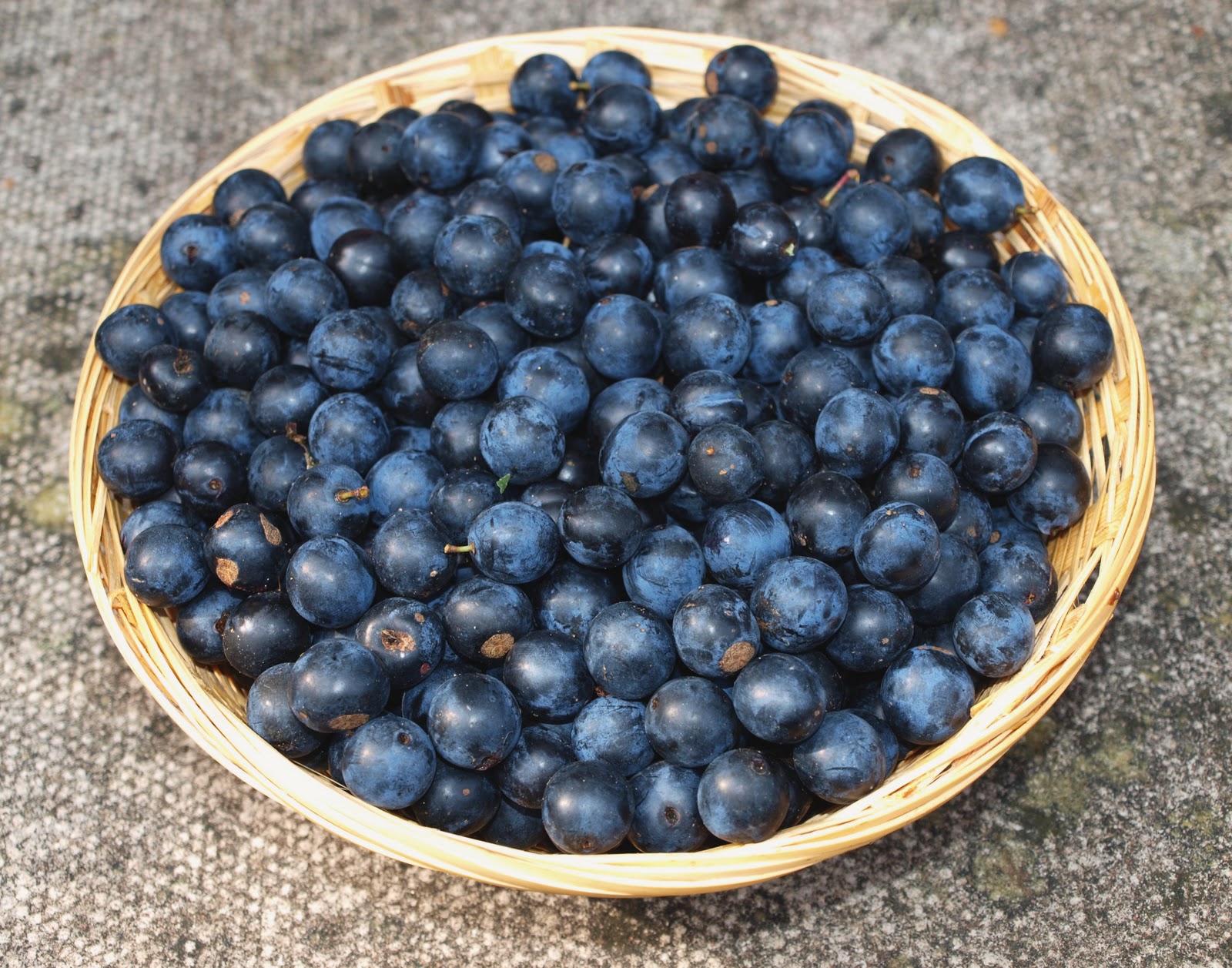 Mark's Veg Plot Sloe Gin