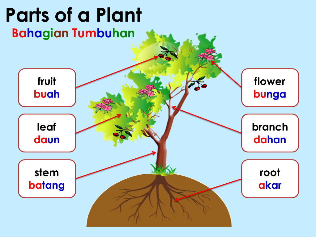 Parts of the plant. Parts of the plant. Parts of a plant цветок. Parts of a plant worksheet. Parts of a plant.