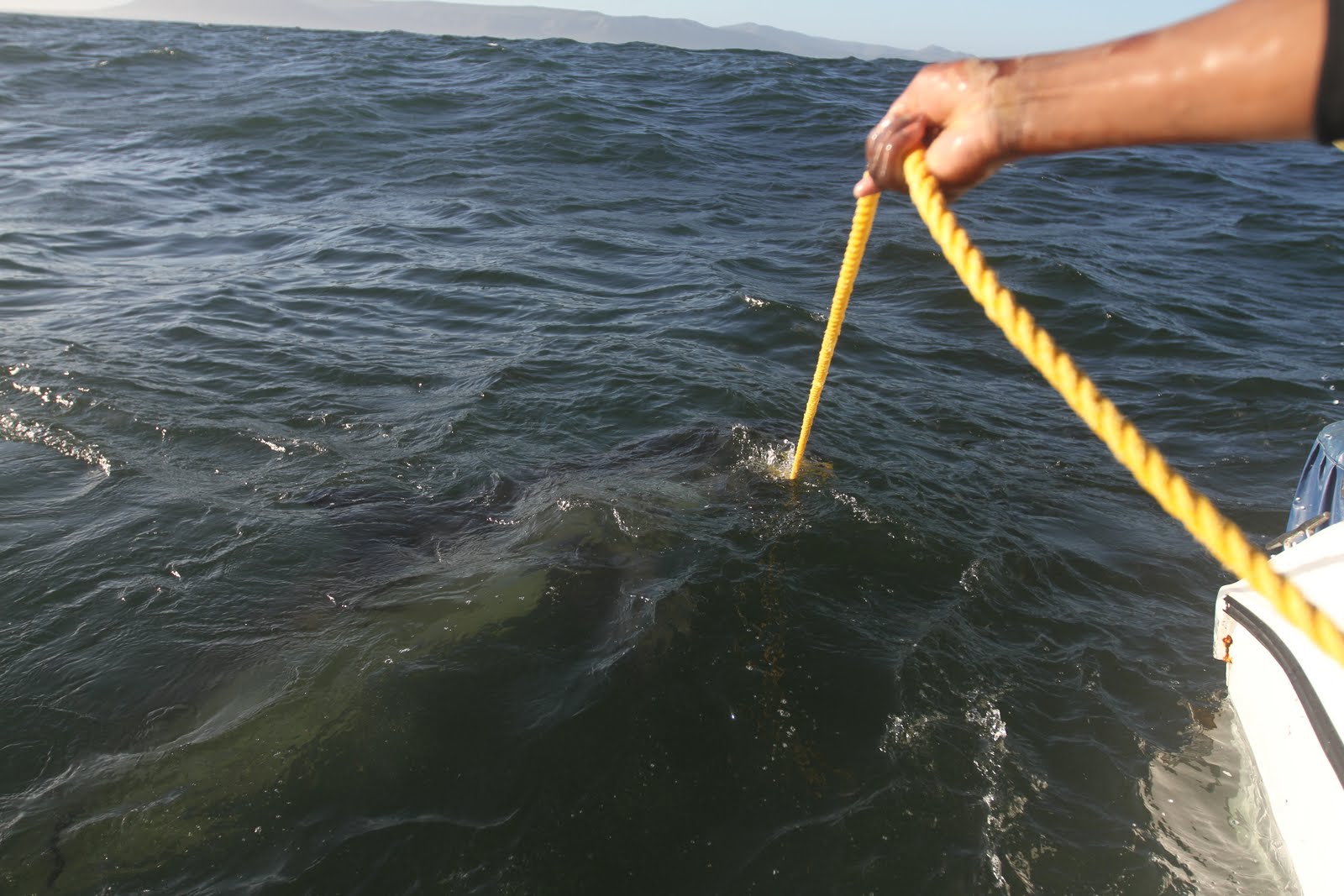 Beyond Adventure: Great White Cage Diving, South Africa
