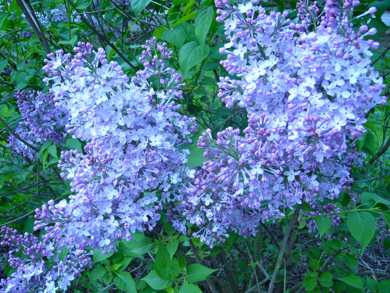 The Healing Home Lilacs in bloom!