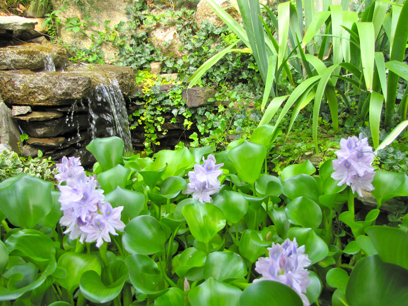 Diane Carnevale Water hyacinths