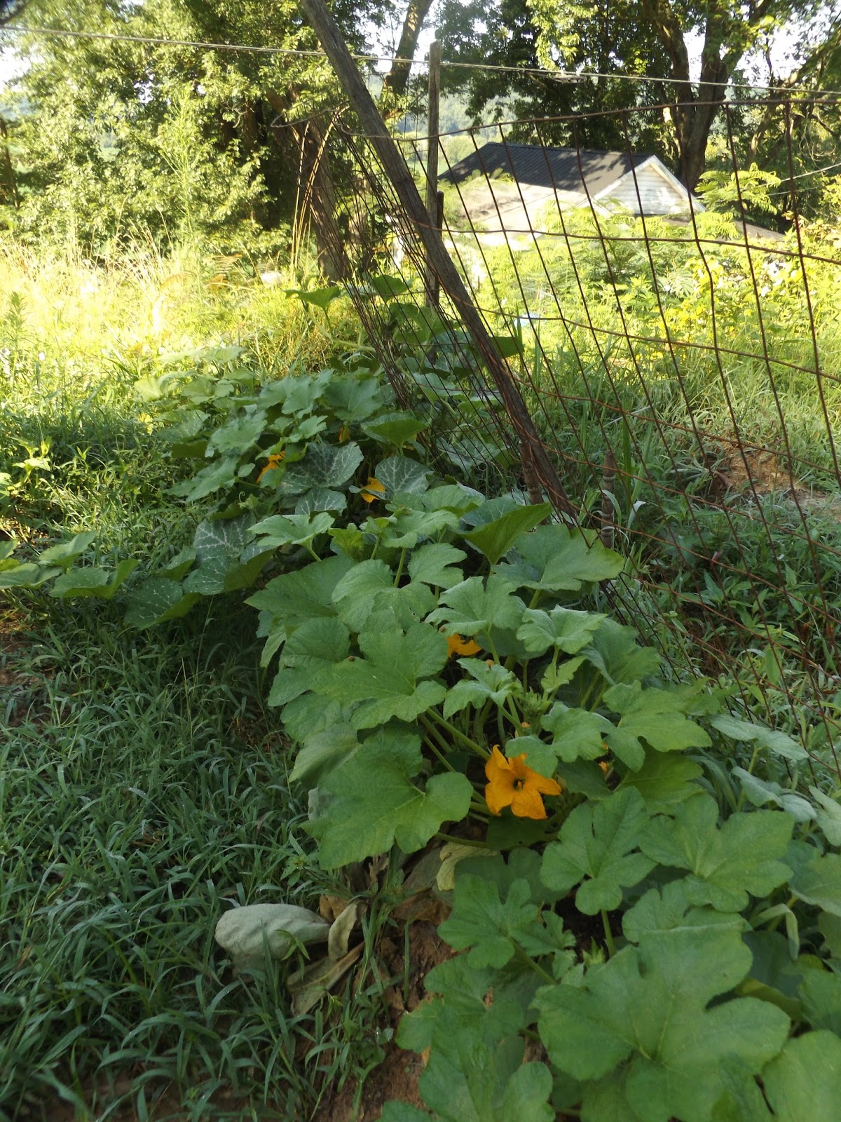 Vegans Living Off the Land: Cushaw, Butternut, Acorn Squash & Pumpkin
