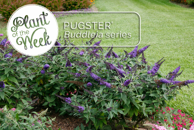 Spireas Brighten Any Garden