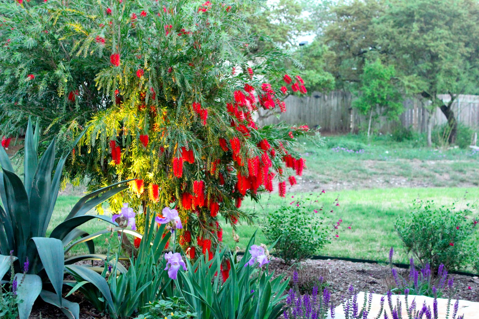 Sharing Nature's Garden Bottle brush blooms are amazing...