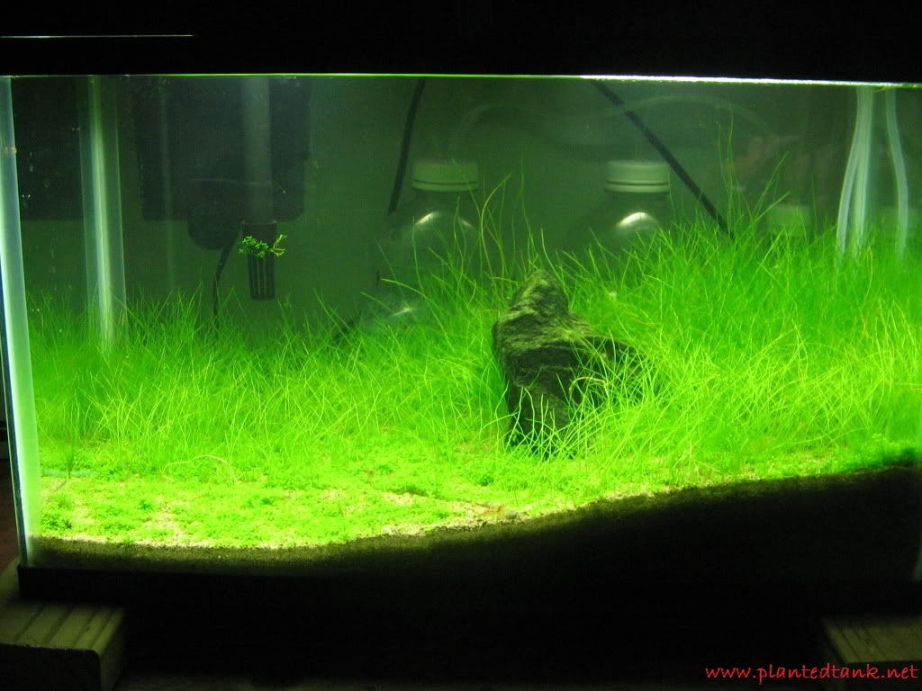 Hairgrass - Tanaman - Tanaman Aquascape Untuk Pemula Yang Mudah Sekali Perawatanya