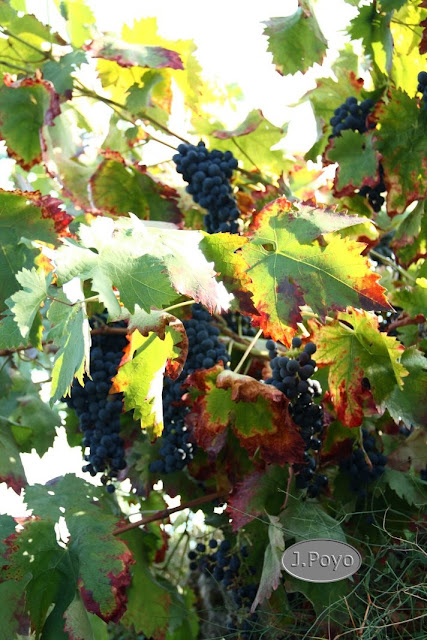Uvas de la Ruta del camino del agua, Mogarraz