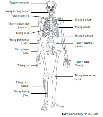 rangka manusia torso | PUSTAKAINDOPRIMA