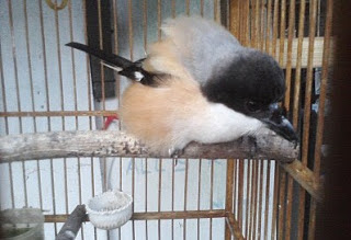 Cara Merawat Anakan Bakalan Burung Cendet Yang Baik Dan Benar Cara Merawat Anakan Bakalan Burung Cendet Yang Baik Dan Benar