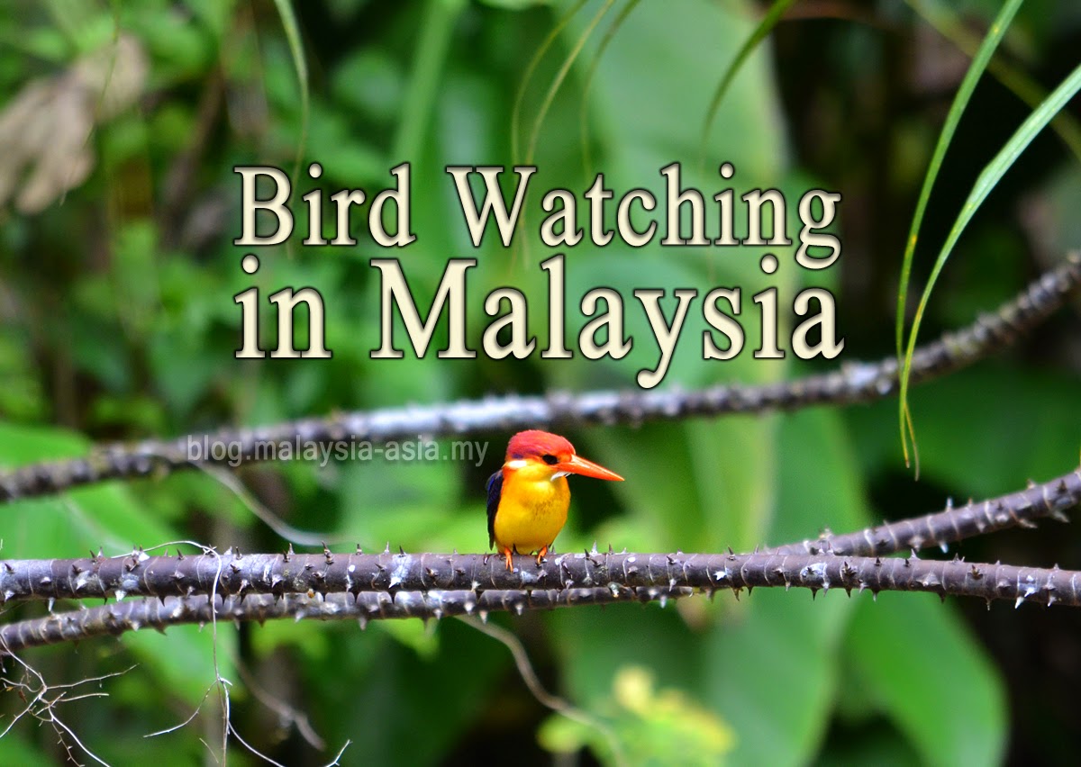 Malaysia Bird Watching