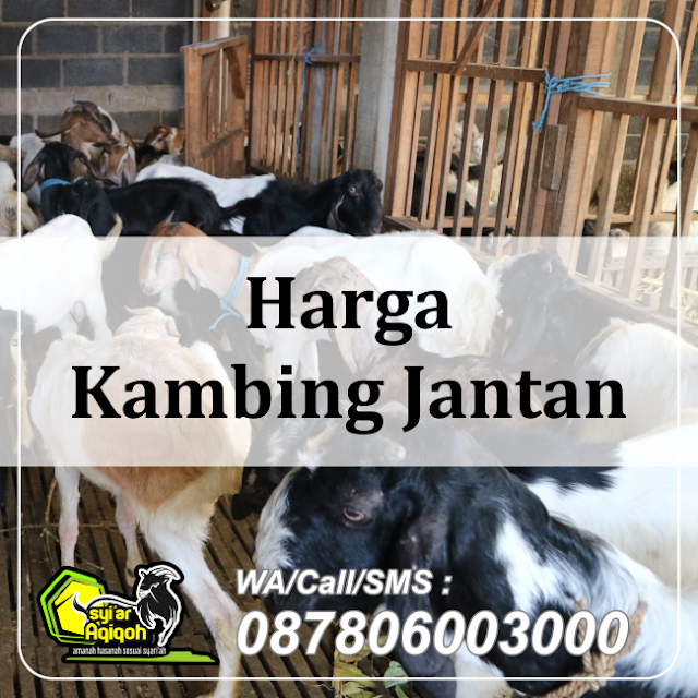 Harga Kambing Jantan di Surabaya Hub 087806003000