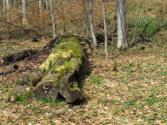 Próchniejący konar. Próchniejący konar.