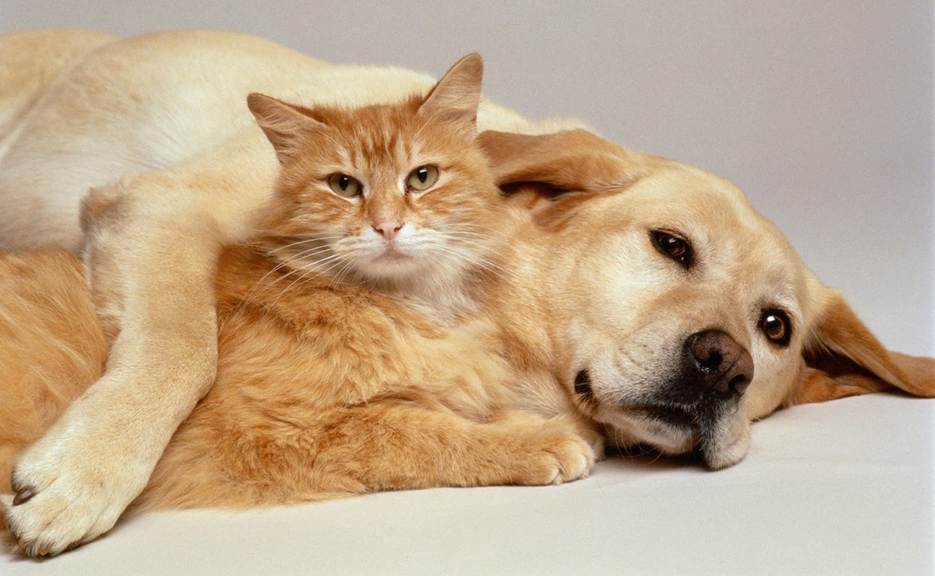 how-to-introduce-your-dog-to-a-new-cat-or-kitten-australian-dog-lover